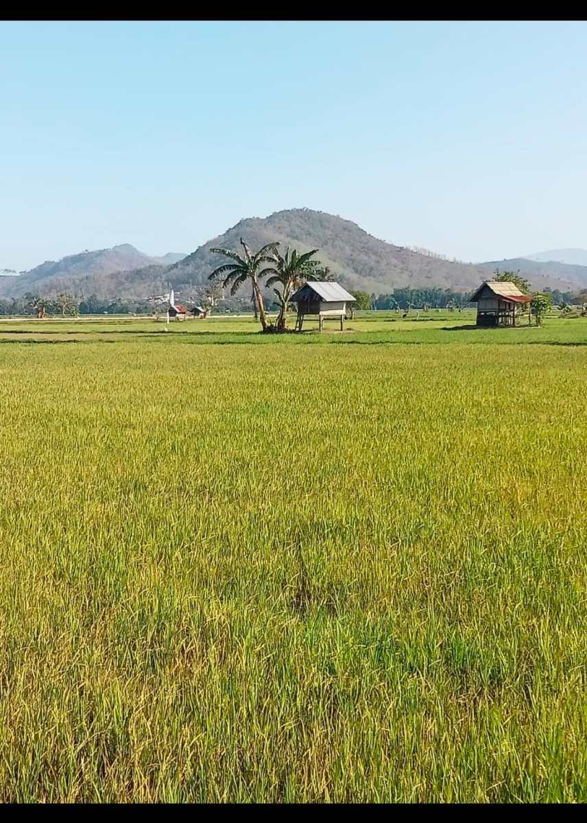 60 Ha Lahan Padi Di So Bolobaka Terancam Gagal Panen, Dispertan Dompu Di Tuding Masa Bodoh Kepentingan&nbsp;Petani.